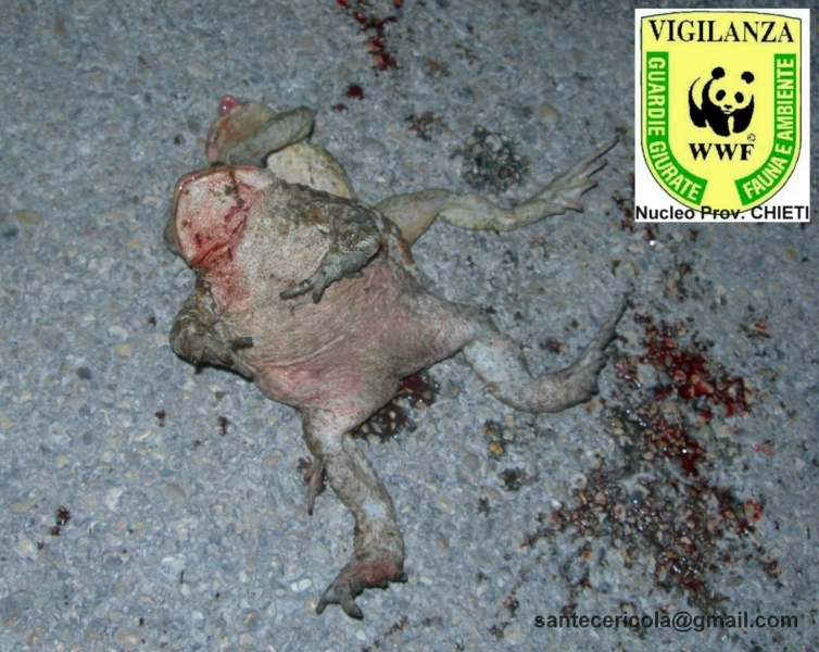 Rospi maschio-femmina schiacciati