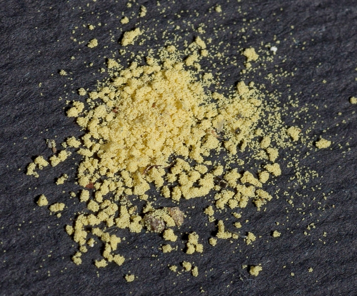 POLVERE-GIALLA.jpg