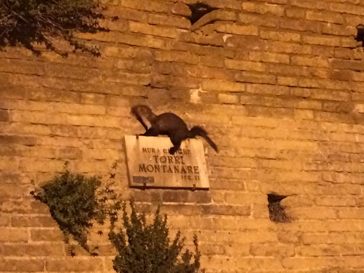 Furetto o non furetto?