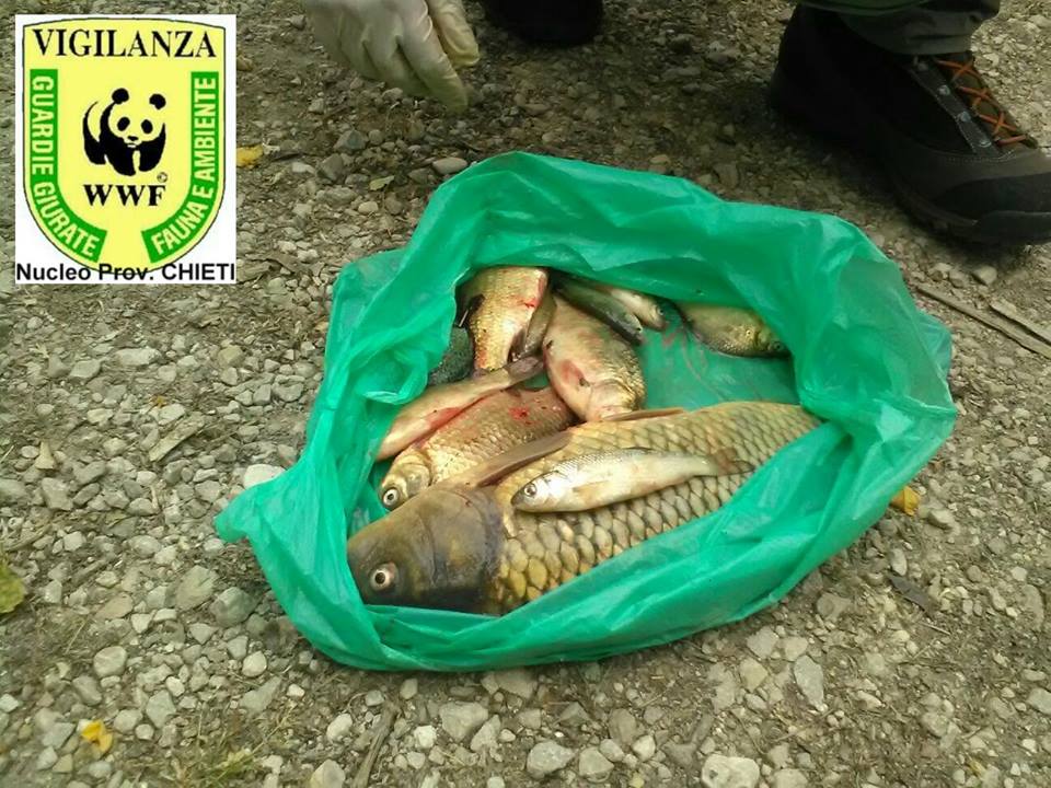 Immagini del gruppo Guardie Giurate WWF - nucleo provinciale di Chieti